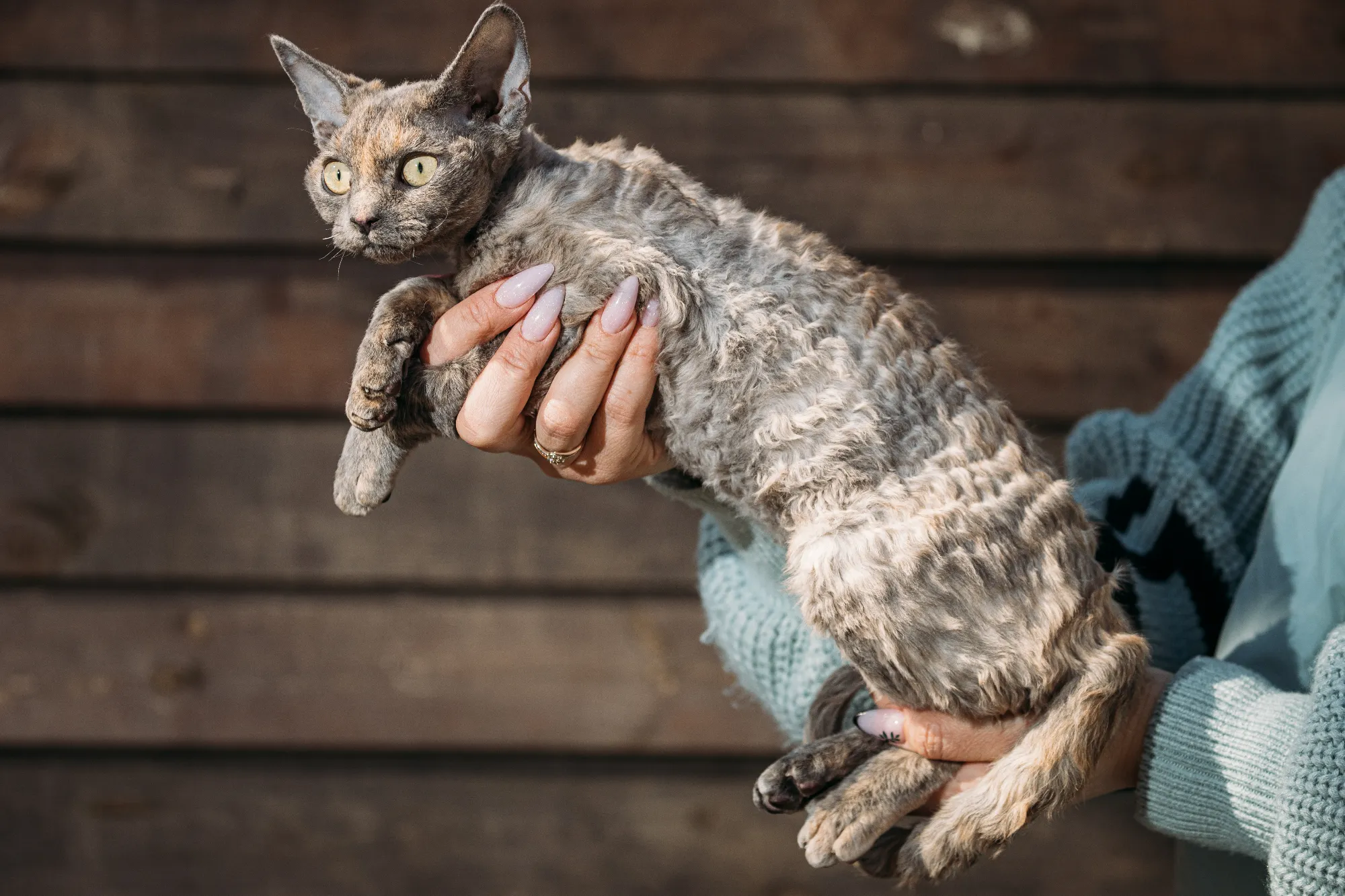 obedient-devon-rex-cat-with-brown-grey-fur-color-s-2023-11-27-05-11-55-utc