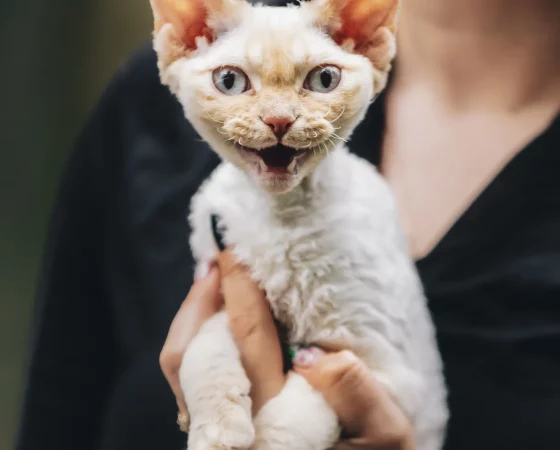 obedient devon rex cat with white fur color meows 2023 11 27 05 34 26 utc