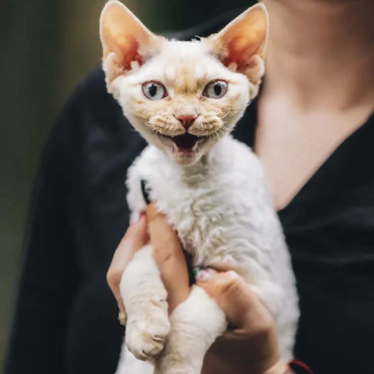 obedient devon rex cat with white fur color meows 2023 11 27 05 34 26 utc