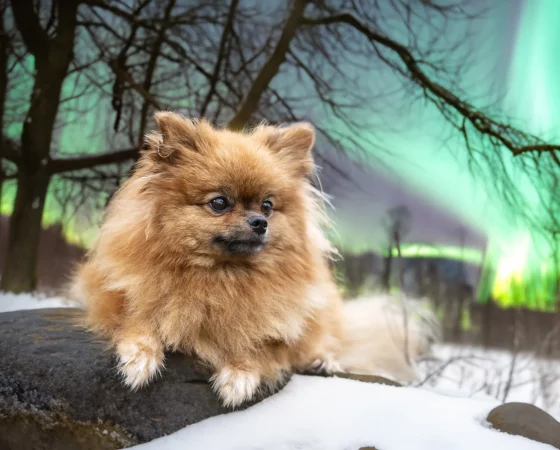 pomeranian in nature 2024 12 06 20 29 07 utc