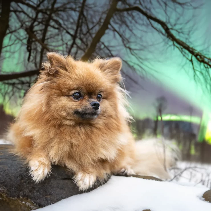 pomeranian in nature 2024 12 06 20 29 07 utc