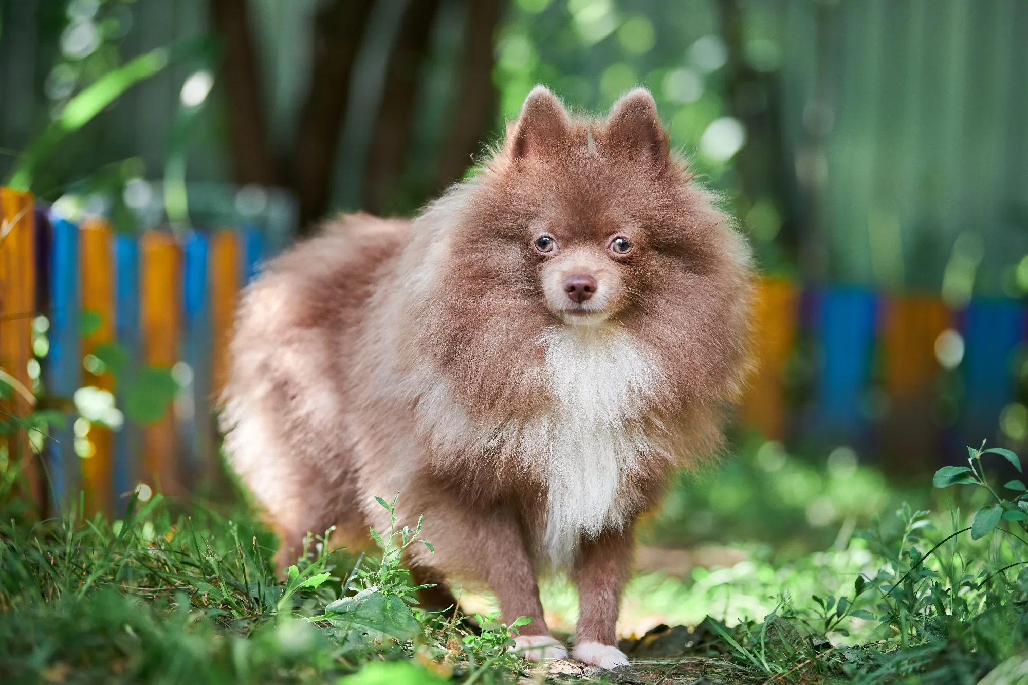 pomeranian-spitz-dog-in-garden-2023-11-27-05-14-32-utc