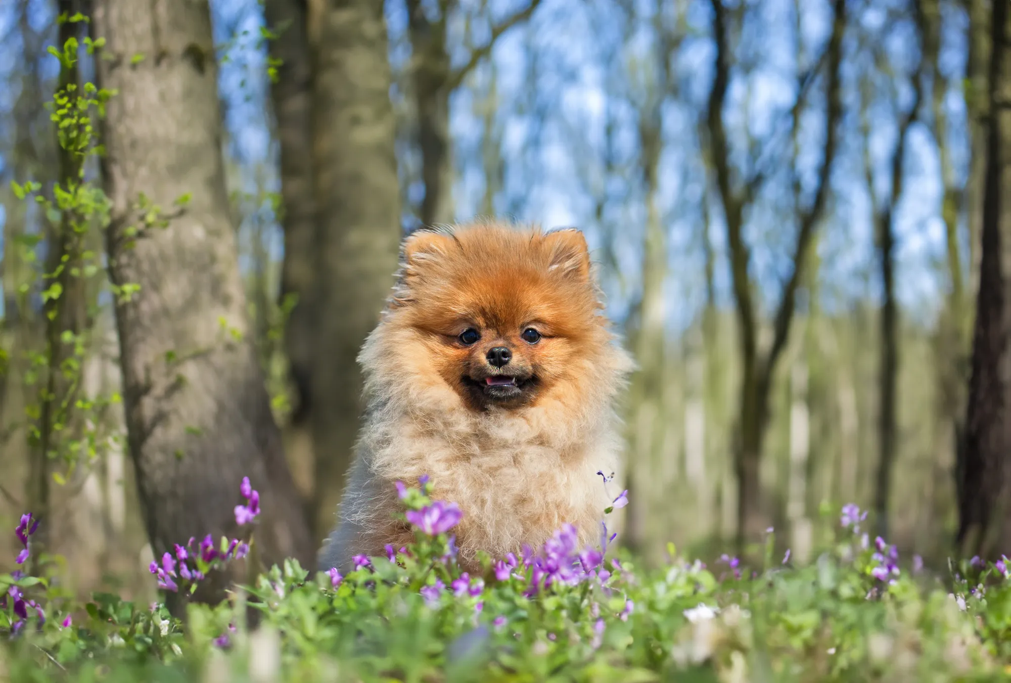 pomeranian-spitz-in-nature-2024-12-06-03-01-23-utc