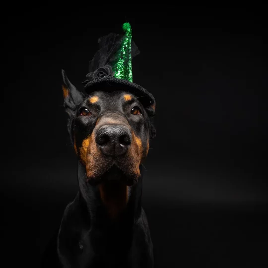 portrait of a doberman dog in a headdress carniva 2023 11 27 05 33 15 utc