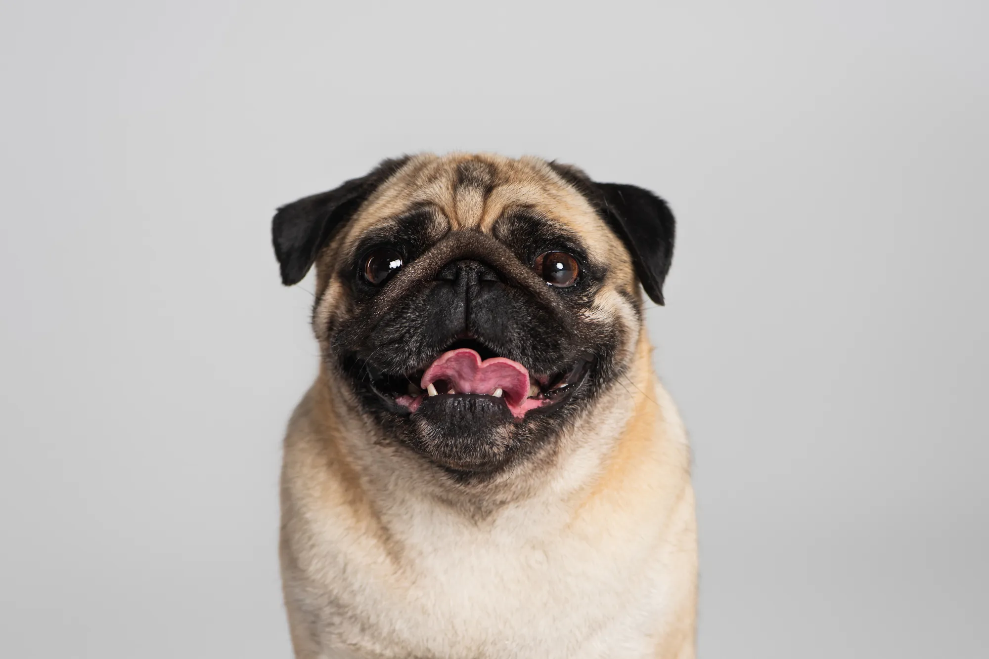 purebred-pug-dog-looking-at-camera-and-sticking-ou-2024-11-15-01-42-41-utc