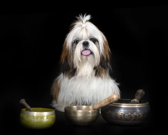 shih tzu in studio 2024 12 06 02 28 08 utc