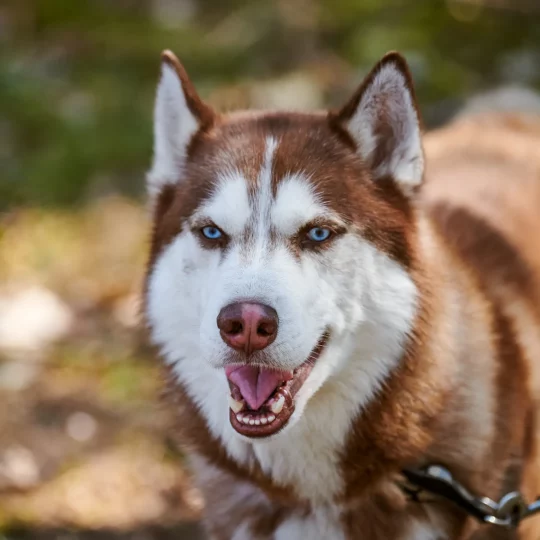 siberian husky dog portrait with blue eyes and red 2024 09 18 17 37 54 utc