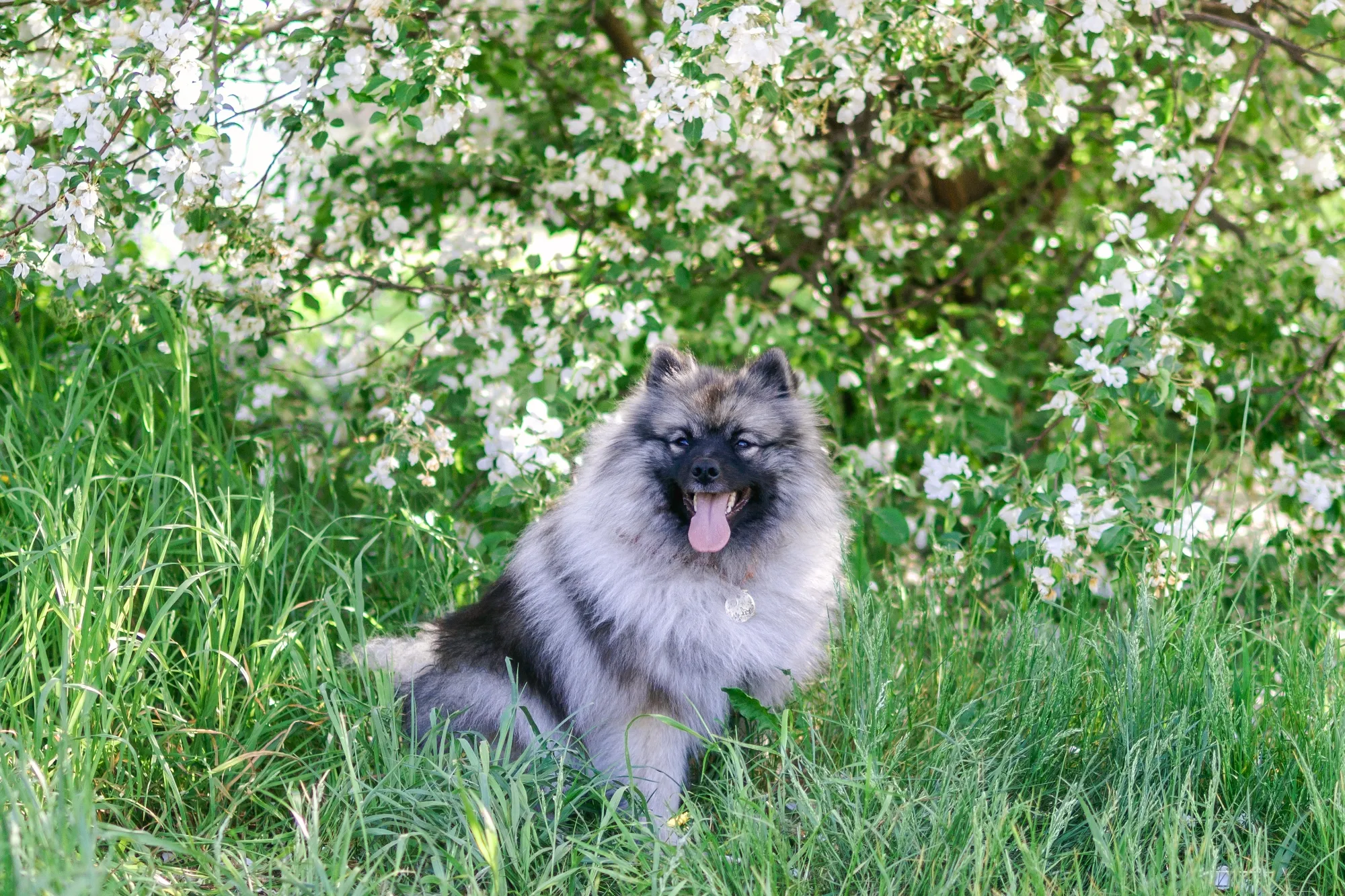 small-happy-keeshond-dog-sitting-near-blooming-whi-2024-08-01-13-30-44-utc