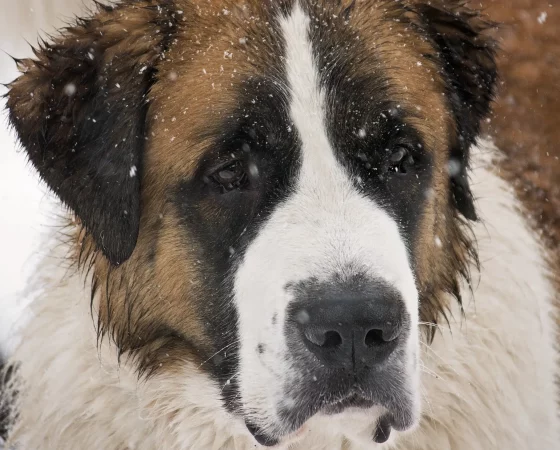 st bernard dog snowy face 2024 10 18 08 10 10 utc