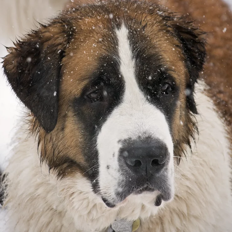 st bernard dog snowy face 2024 10 18 08 10 10 utc