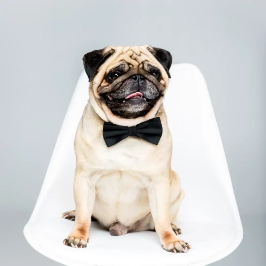 studio shot of pug dog in bow tie sitting on chair 2024 11 18 04 40 37 utc