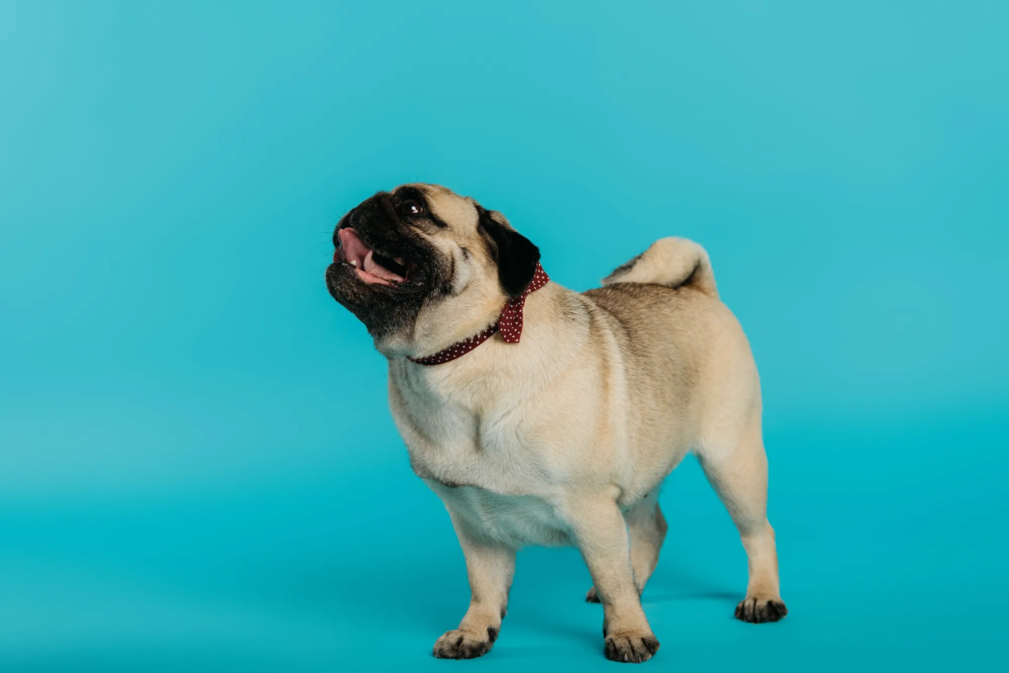 stylish-pug-dog-in-bow-tie-standing-on-blue-backgr-2024-11-12-02-34-52-utc