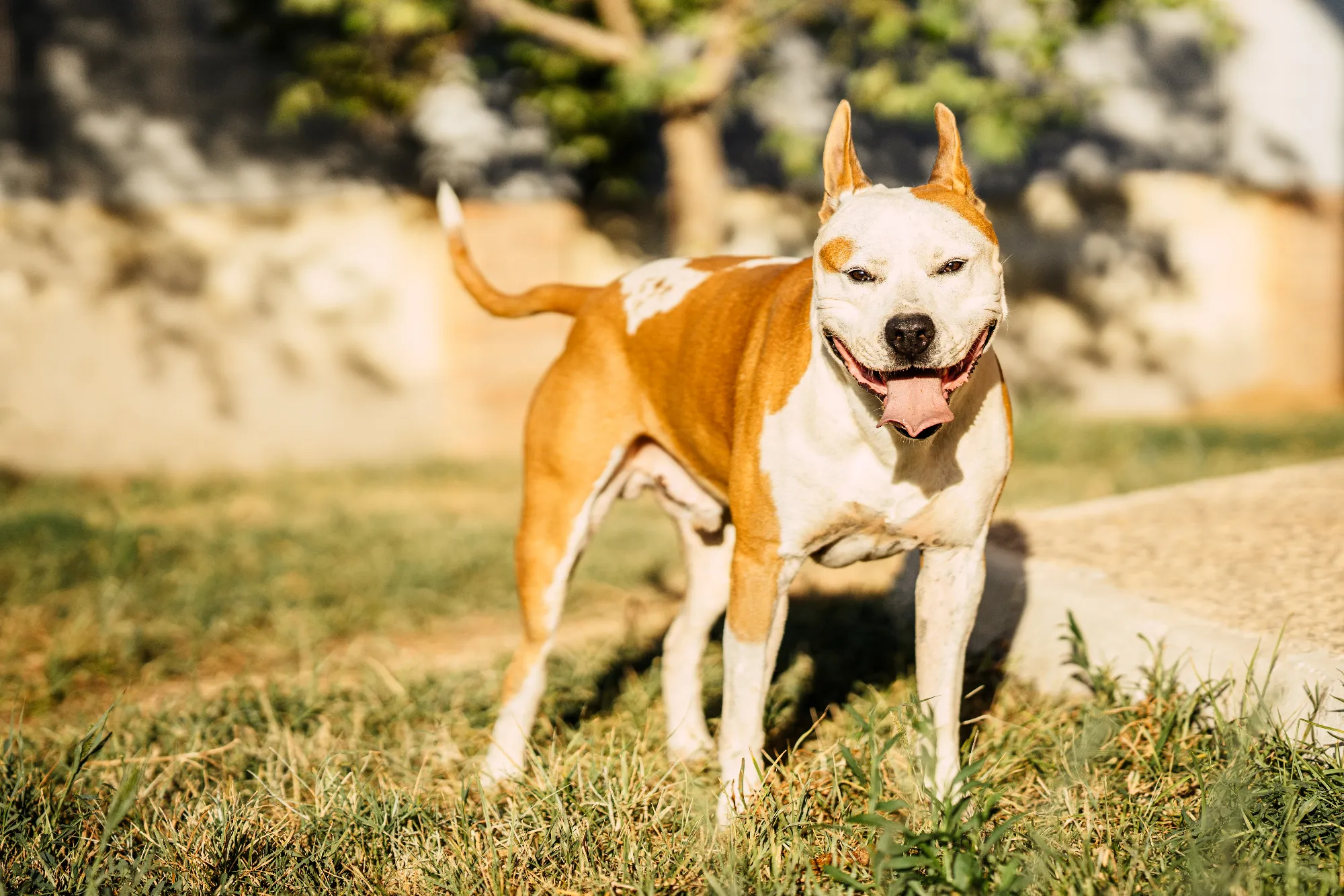 tired-dangerous-breed-dog-with-its-tongue-sticking-2024-10-18-04-47-15-utc