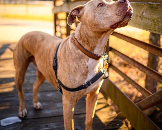 vertical shot of an american pit bull terrier stan 2023 11 27 05 16 46 utc