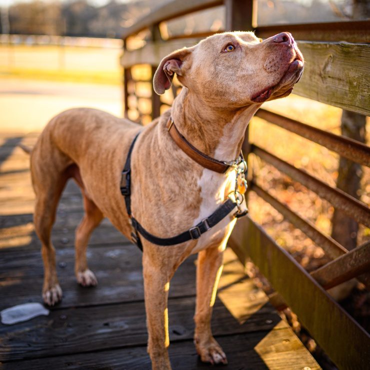 vertical shot of an american pit bull terrier stan 2023 11 27 05 16 46 utc