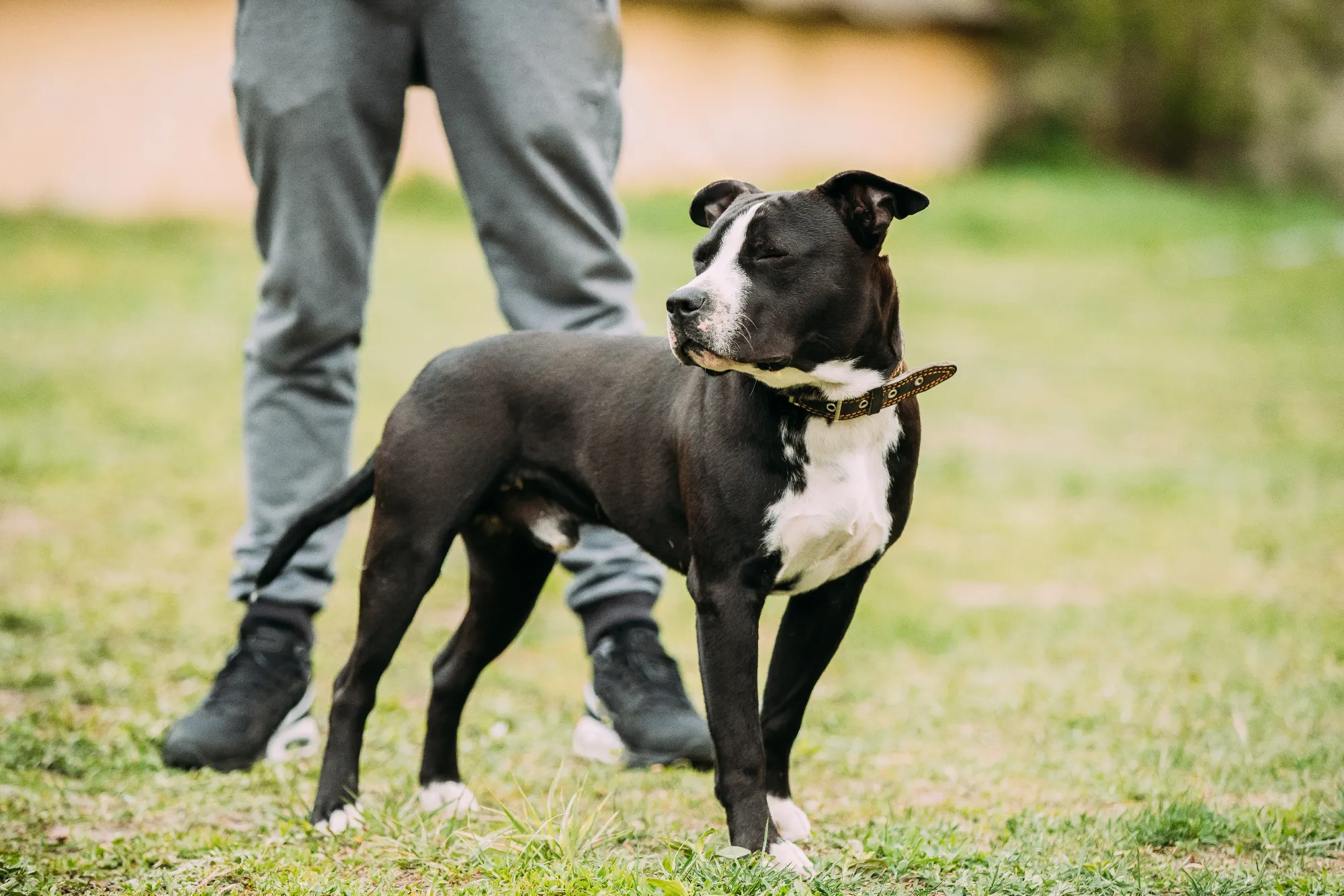 young-american-staffordshire-terrier-dog-standing-2023-11-27-05-01-08-utc