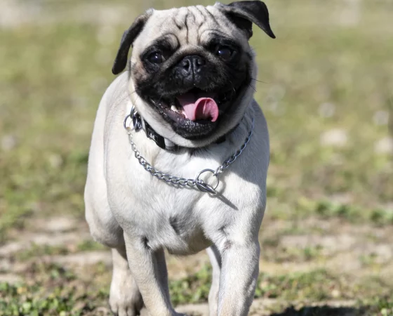 young pug outdoor 2024 12 06 16 11 12 utc