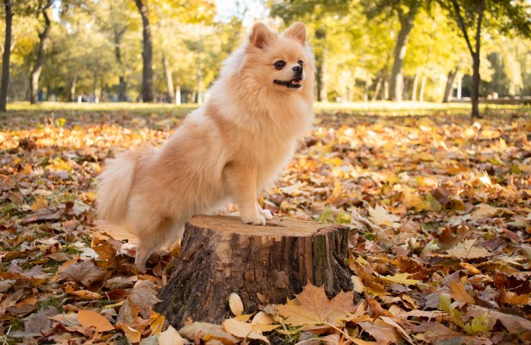 Pomeranian dog stands on a stump against the background of autumn leaves