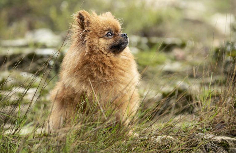 picture of pomeranian in the nature, in autumn