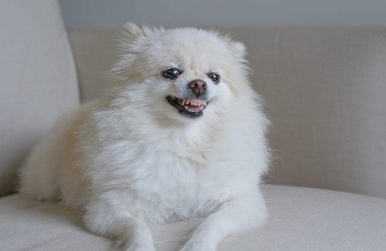 Pomeranian dog get angry on sofa