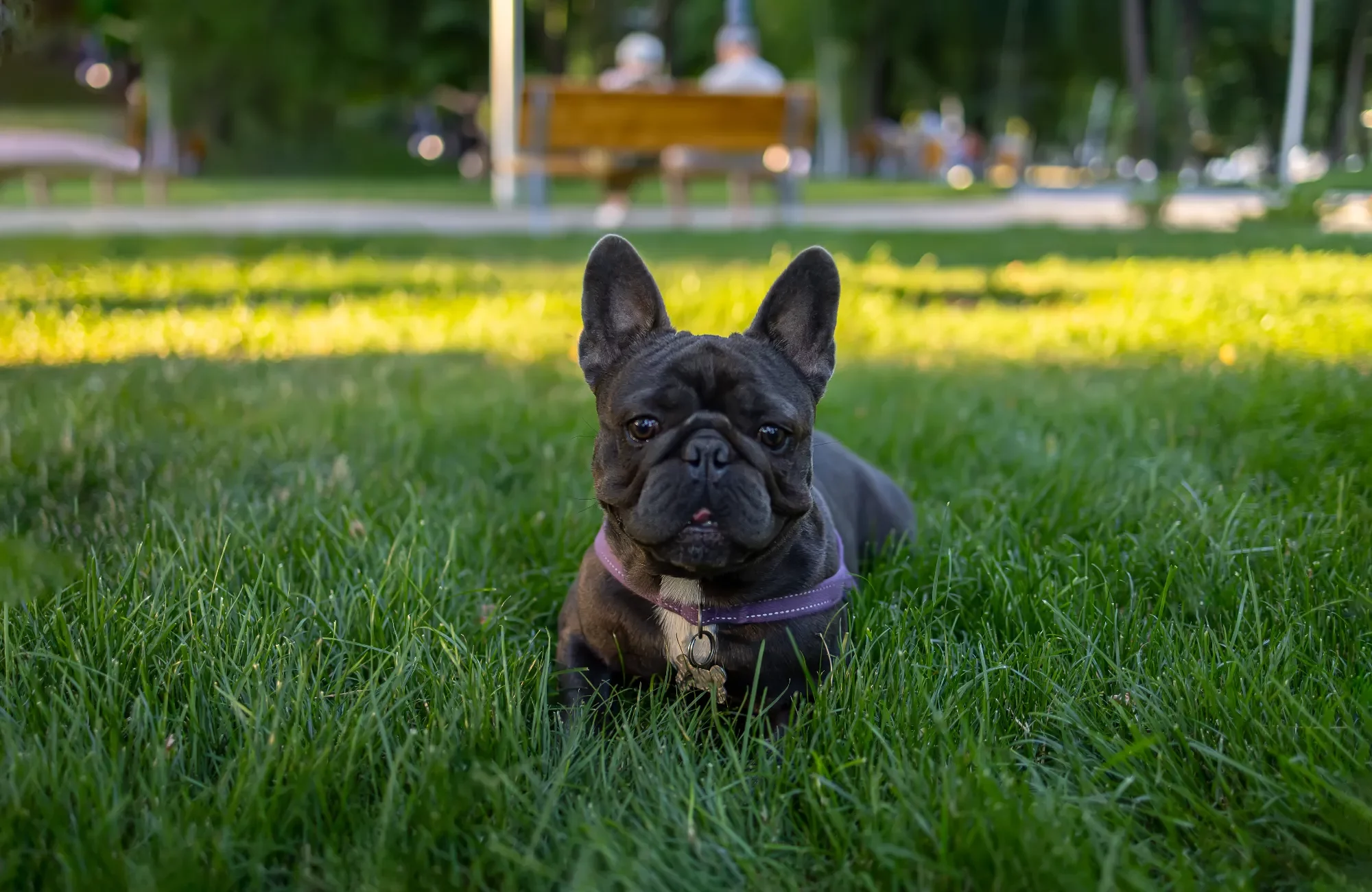 a-dark-french-bulldog-hides-in-the-park-in-the-gra-2023-11-27-04-50-04-utc