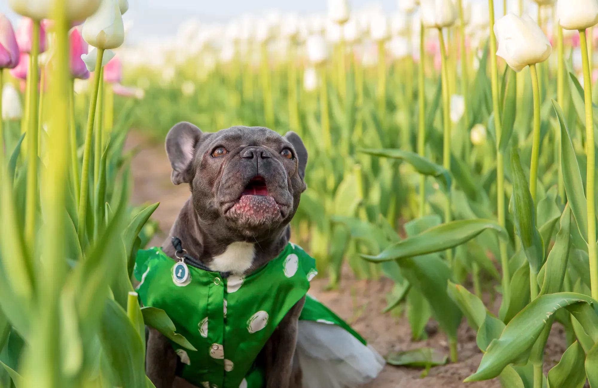 adorable-french-bulldog-in-a-colorful-field-of-tul-2023-11-27-05-13-13-utc