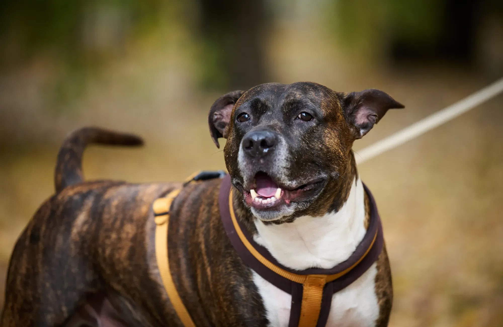 adult-brown-american-pit-bull-terrier-stands-in-an-2023-11-27-05-28-11-utc