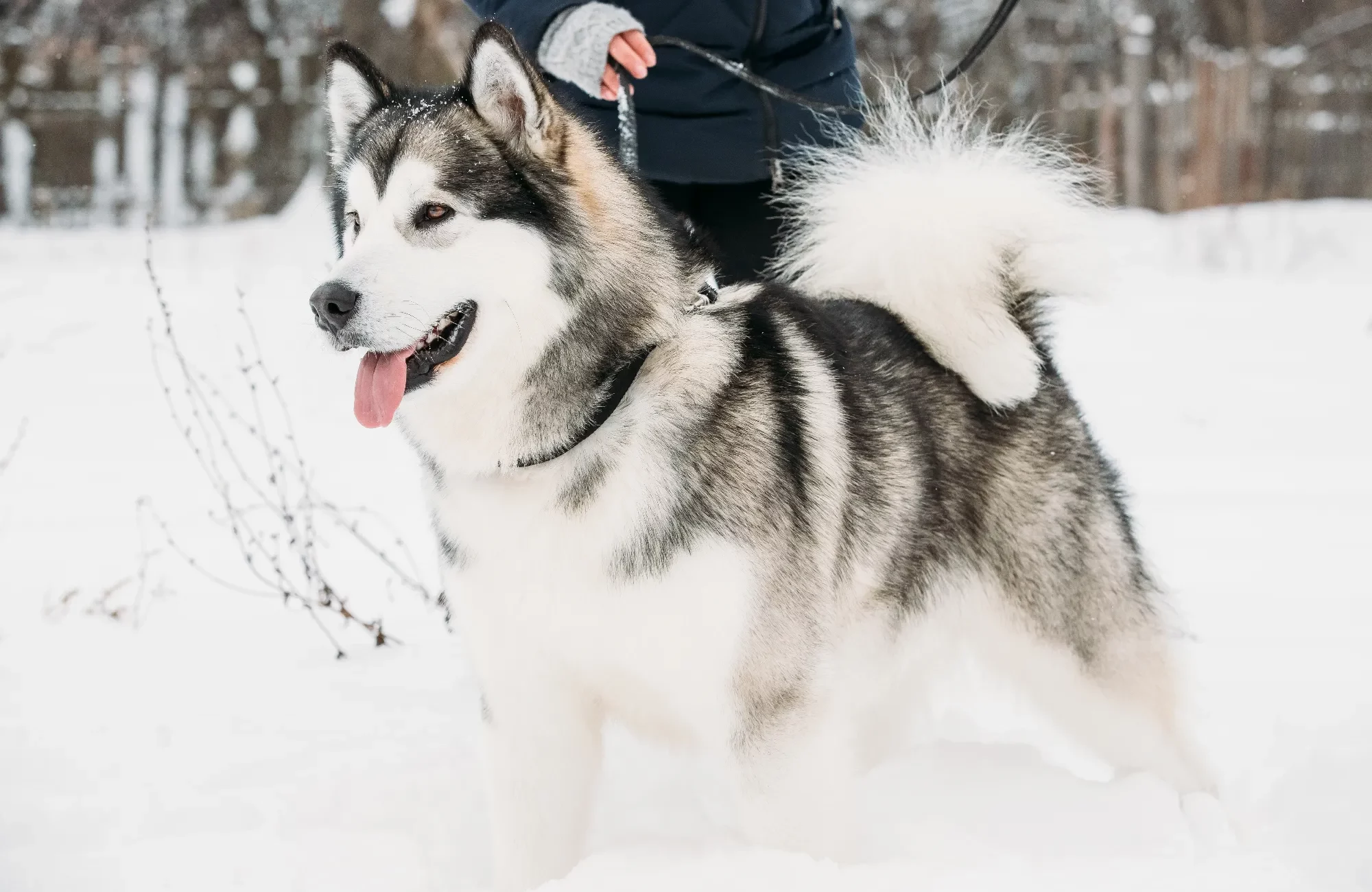 alaskan-malamute-playing-outdoor-in-snow-winter-s-2023-11-27-04-50-59-utc