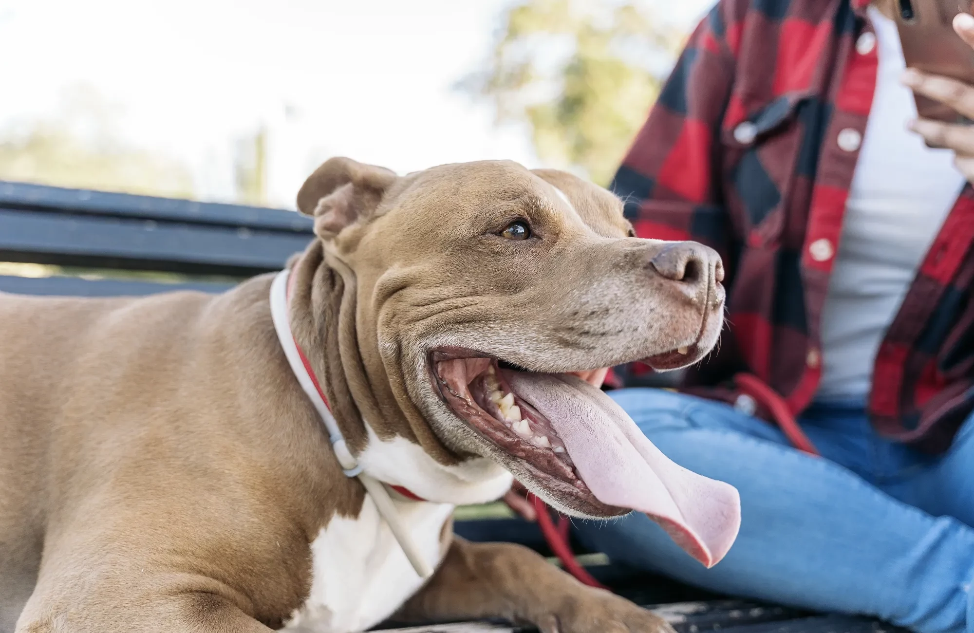 beautiful-brown-dog-portrait-2024-10-12-01-38-40-utc