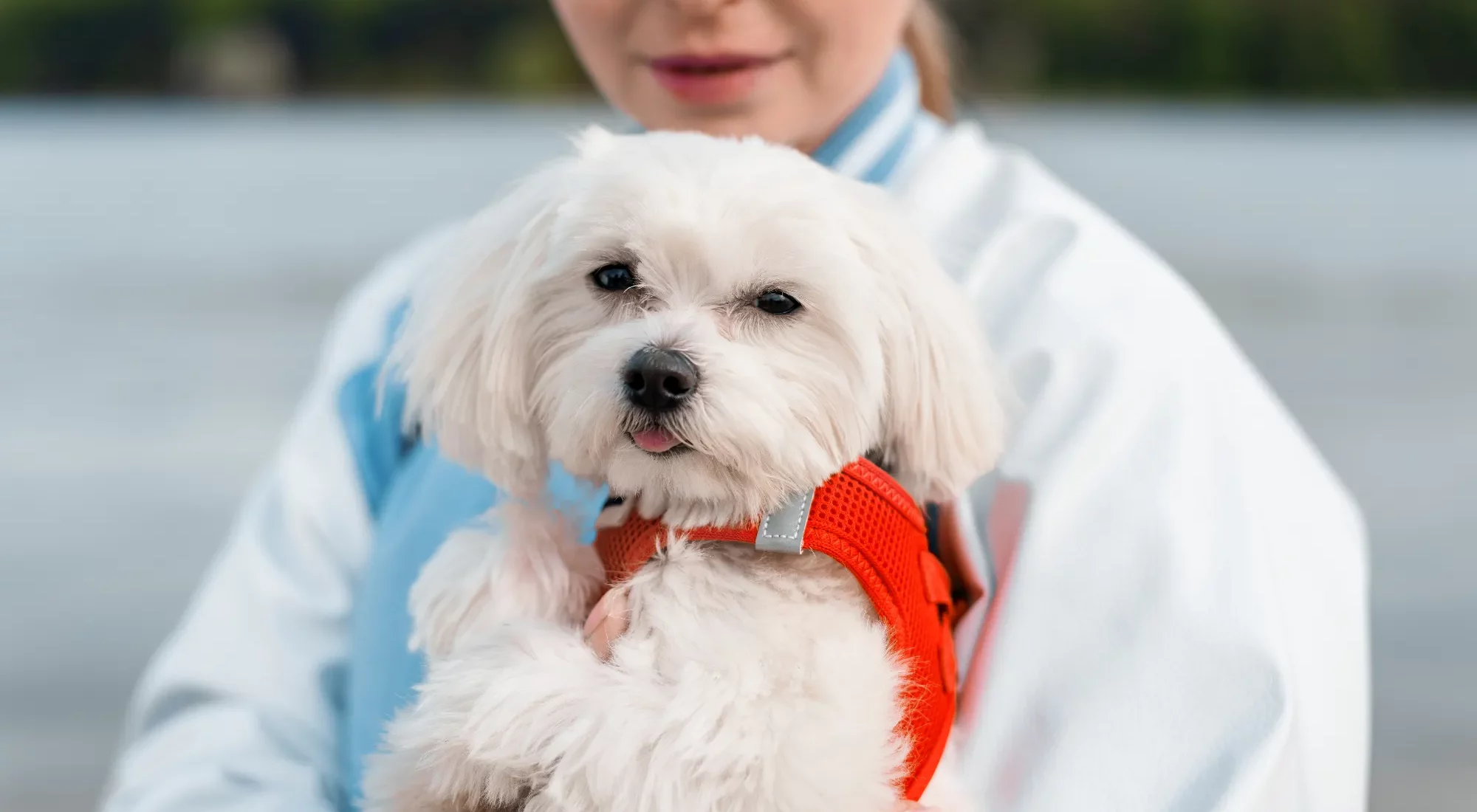 blonde-woman-holding-maltese-dog-2023-11-27-04-52-19-utc