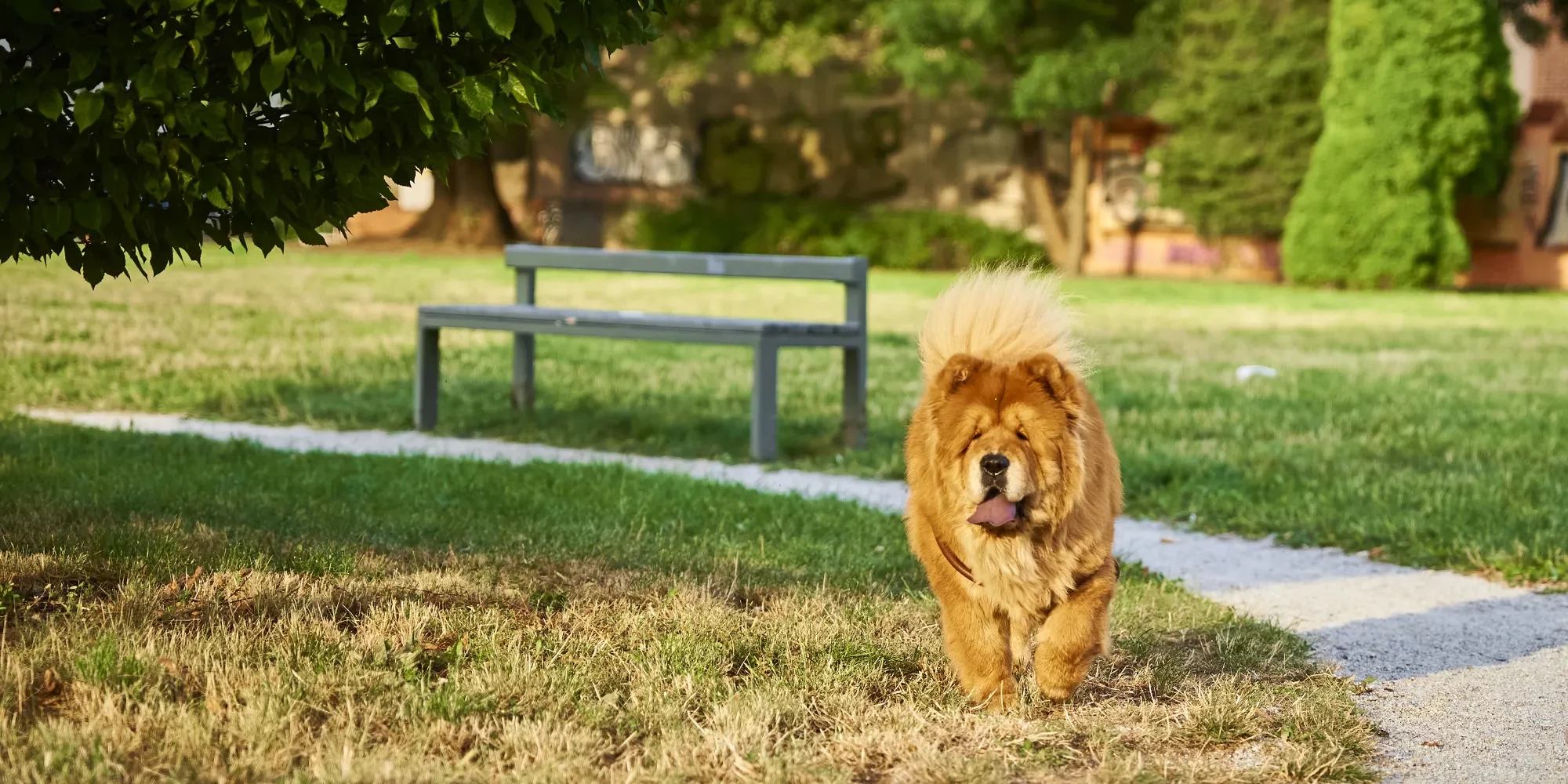 chow-chow-dog-in-the-park-2023-11-27-04-57-10-utc