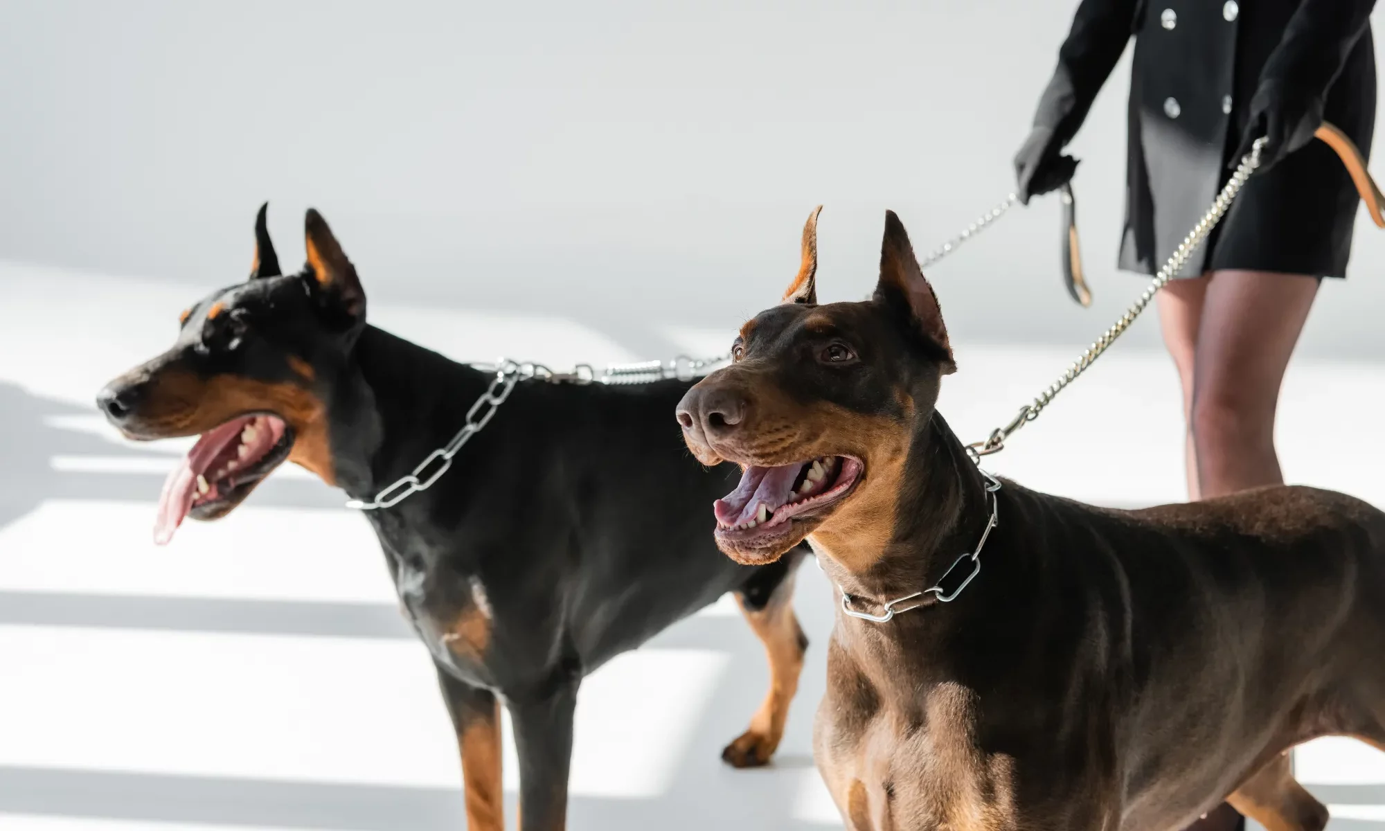 cropped-view-of-woman-with-dobermans-on-chain-leas-2024-11-15-01-56-10-utc