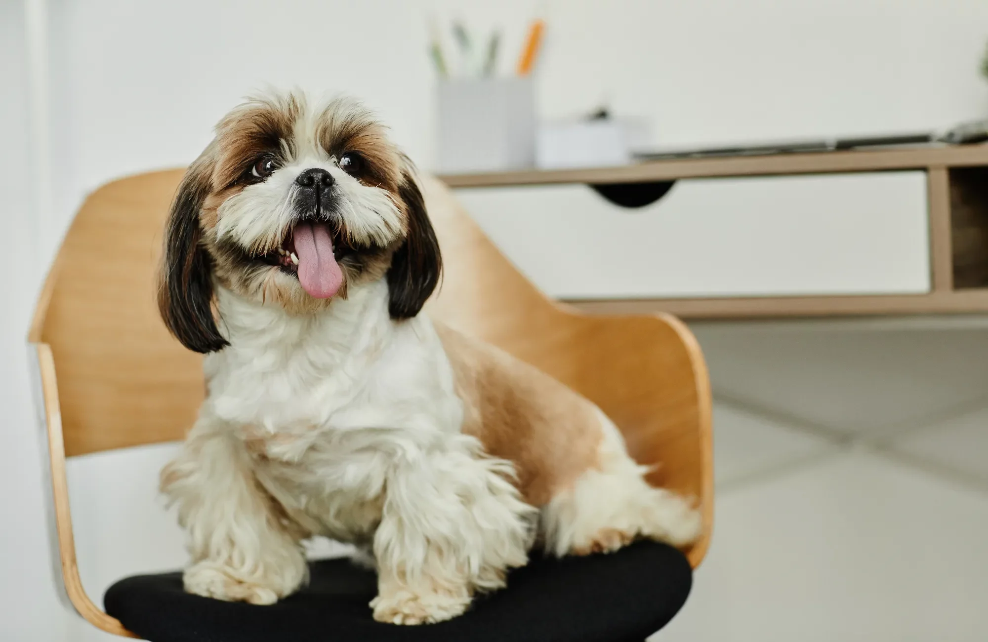 cute-long-haired-shih-tzu-puppy-2023-11-27-05-29-07-utc