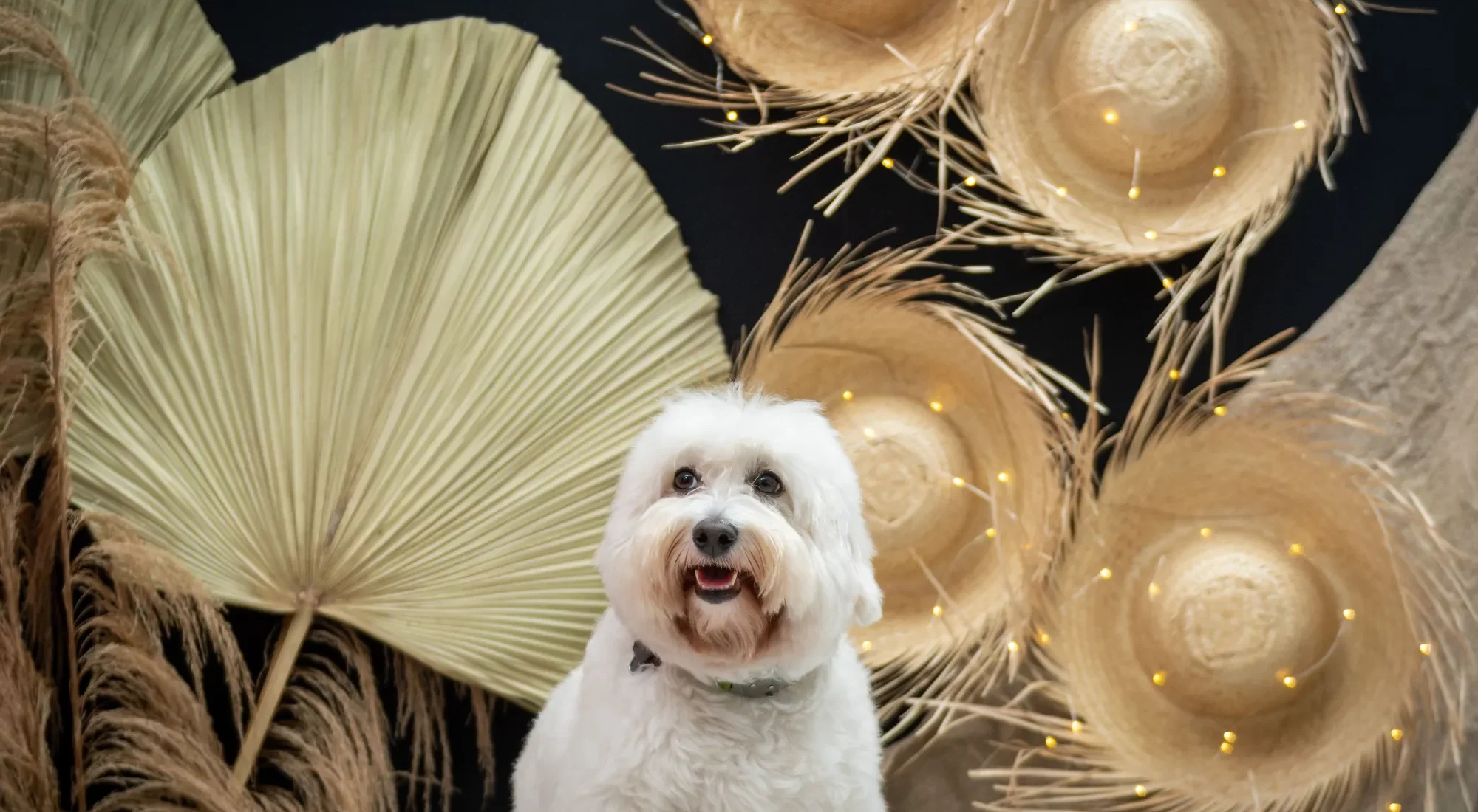 cute-white-dog-at-festa-junina-with-a-straw-hat-y-2023-11-27-05-14-54-utc