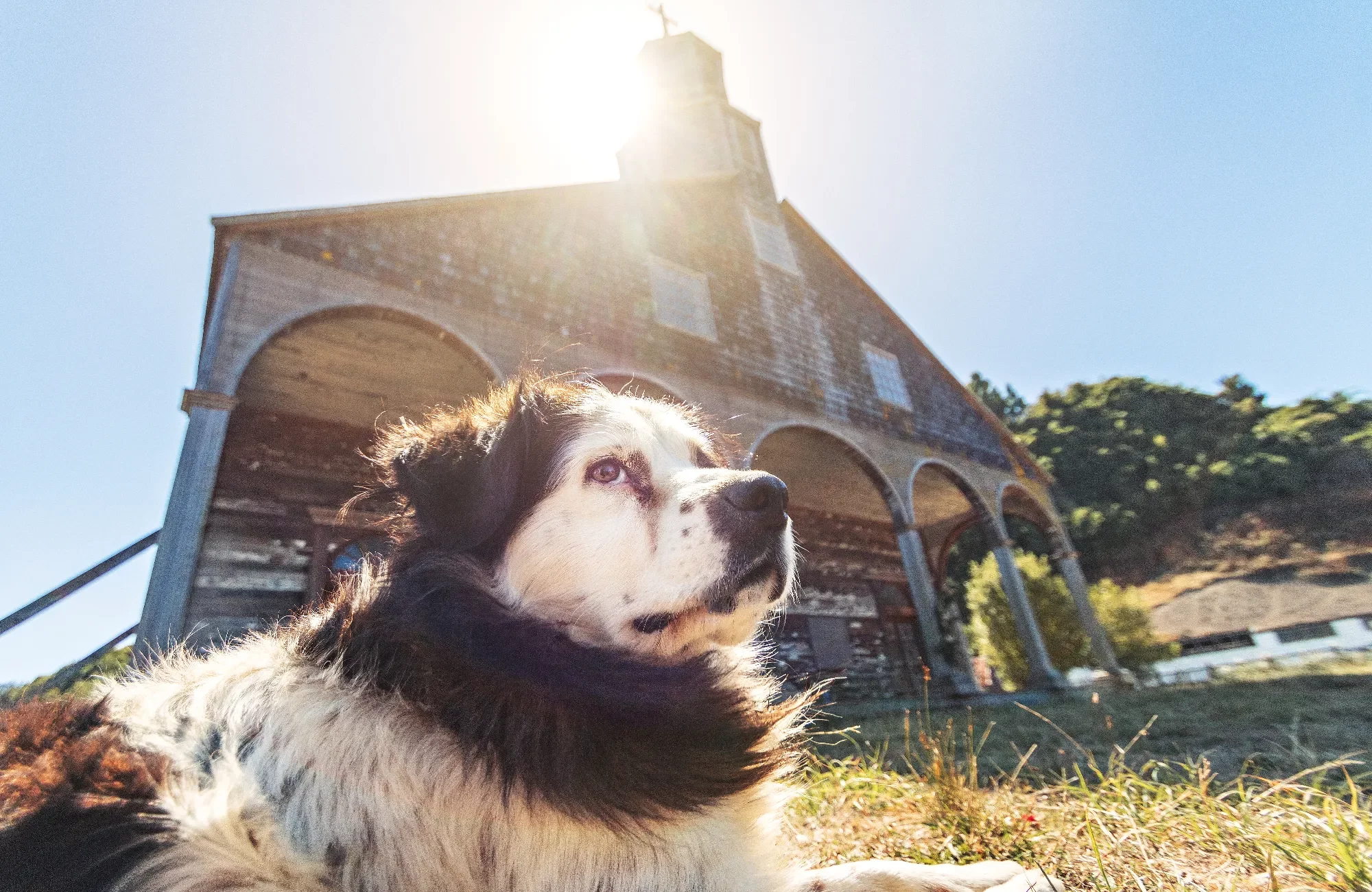 dog-in-front-of-quinchao-church-chiloe-island-c-2023-11-27-05-00-52-utc