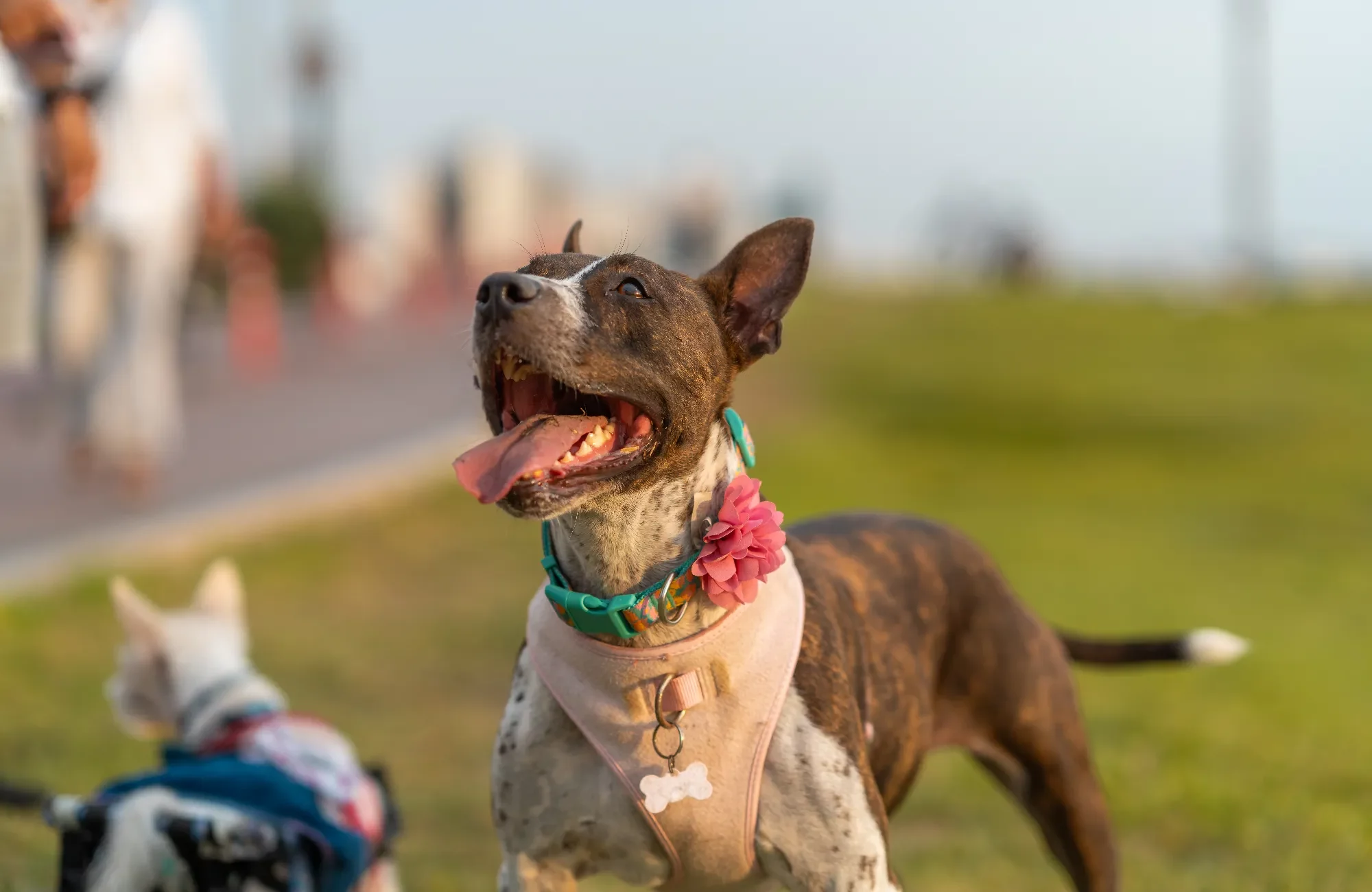 dog-with-his-tongue-out-walking-in-the-park-2024-03-06-03-54-59-utc