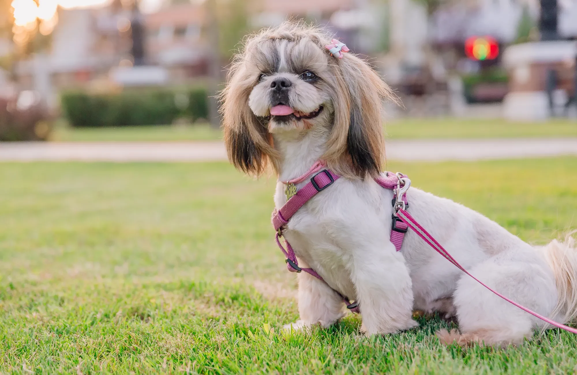 dog-with-id-tag-close-up-of-a-dog-wearing-collar-2023-11-27-05-00-37-utc