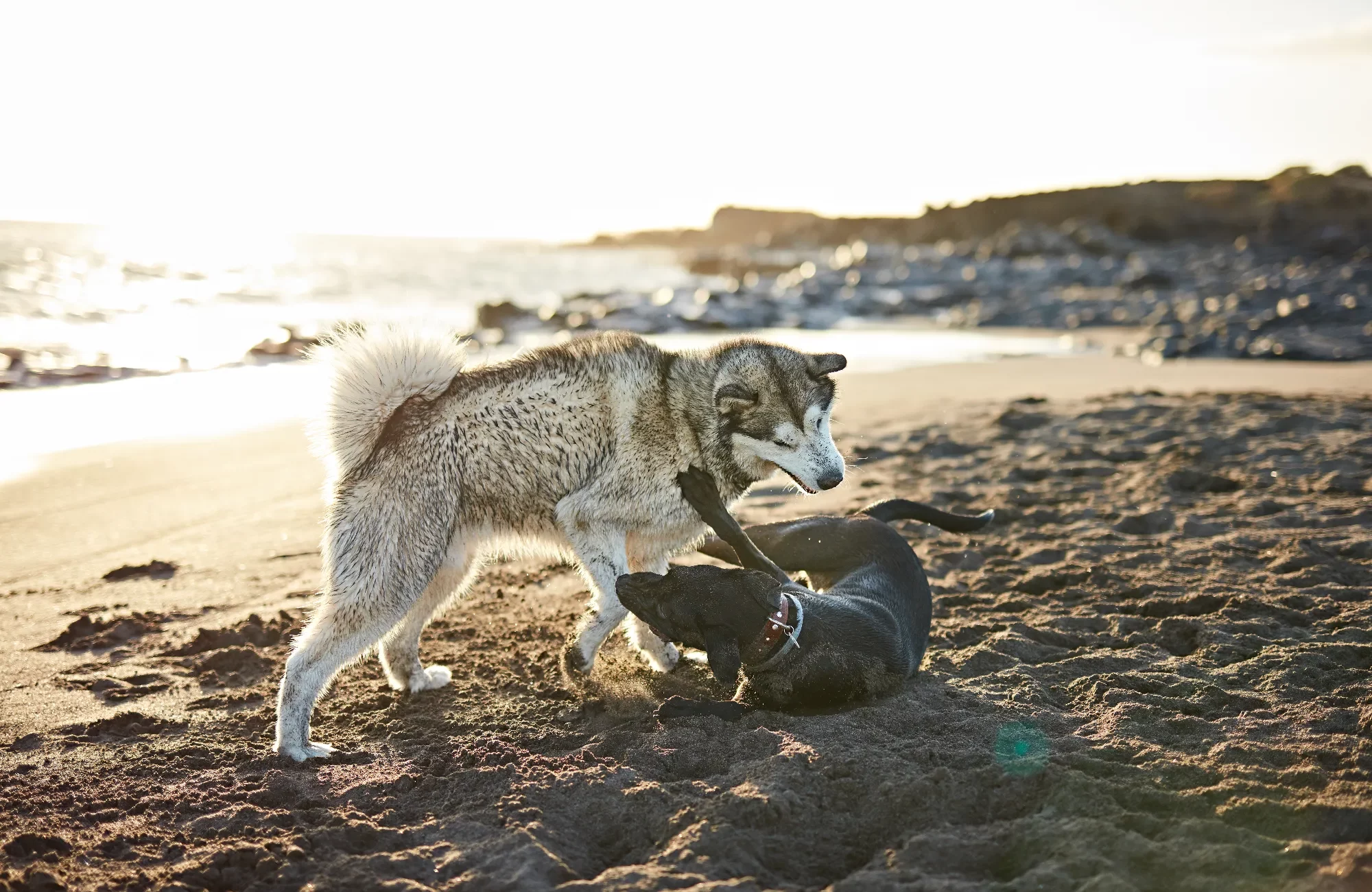 dogs-running-near-waving-sea-2023-11-27-05-09-26-utc