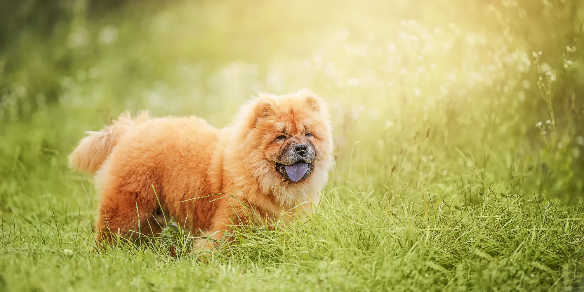 fluffy-chow-chow-puppy-in-lush-green-grass-radiat-2024-12-05-22-41-42-utc