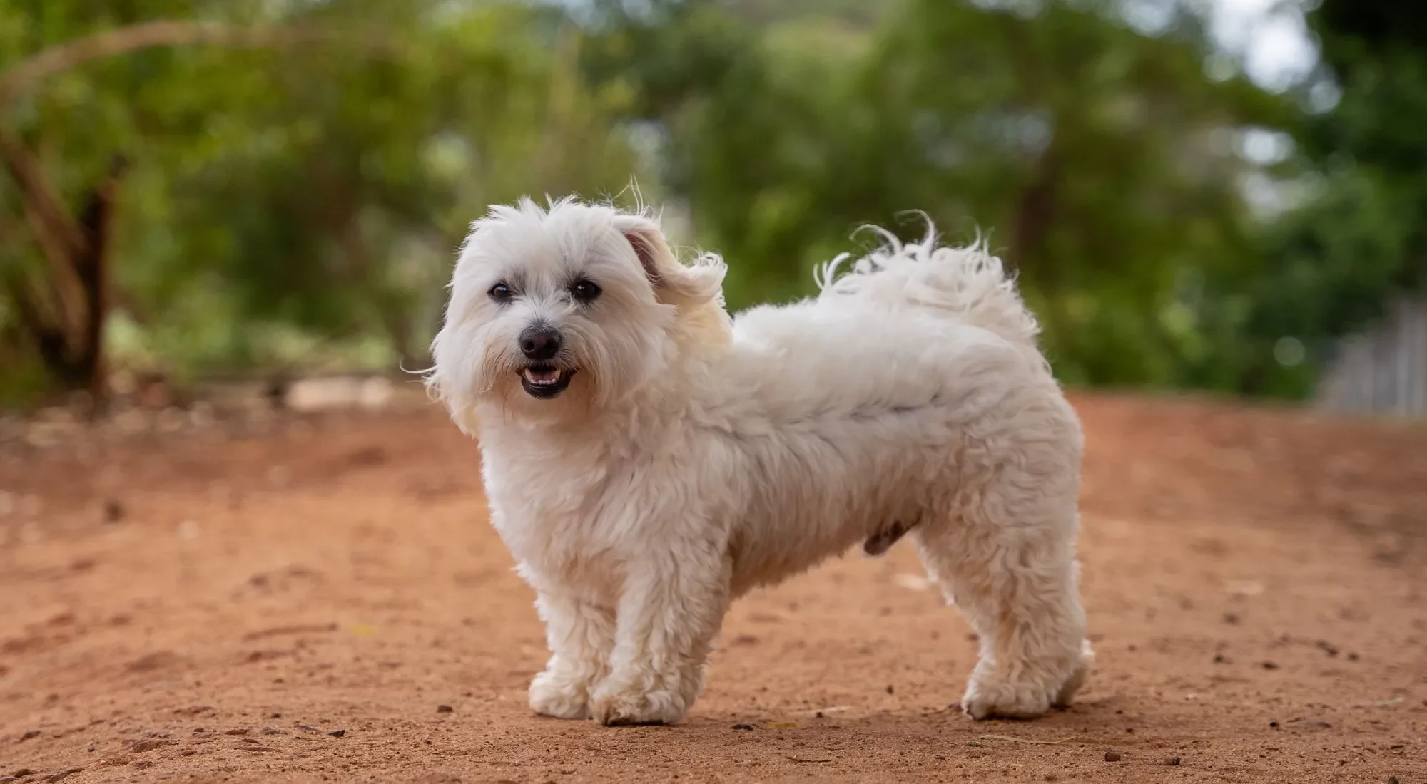 fluffy-white-dog-on-a-dirt-path-in-a-green-park-2024-12-17-03-35-13-utc