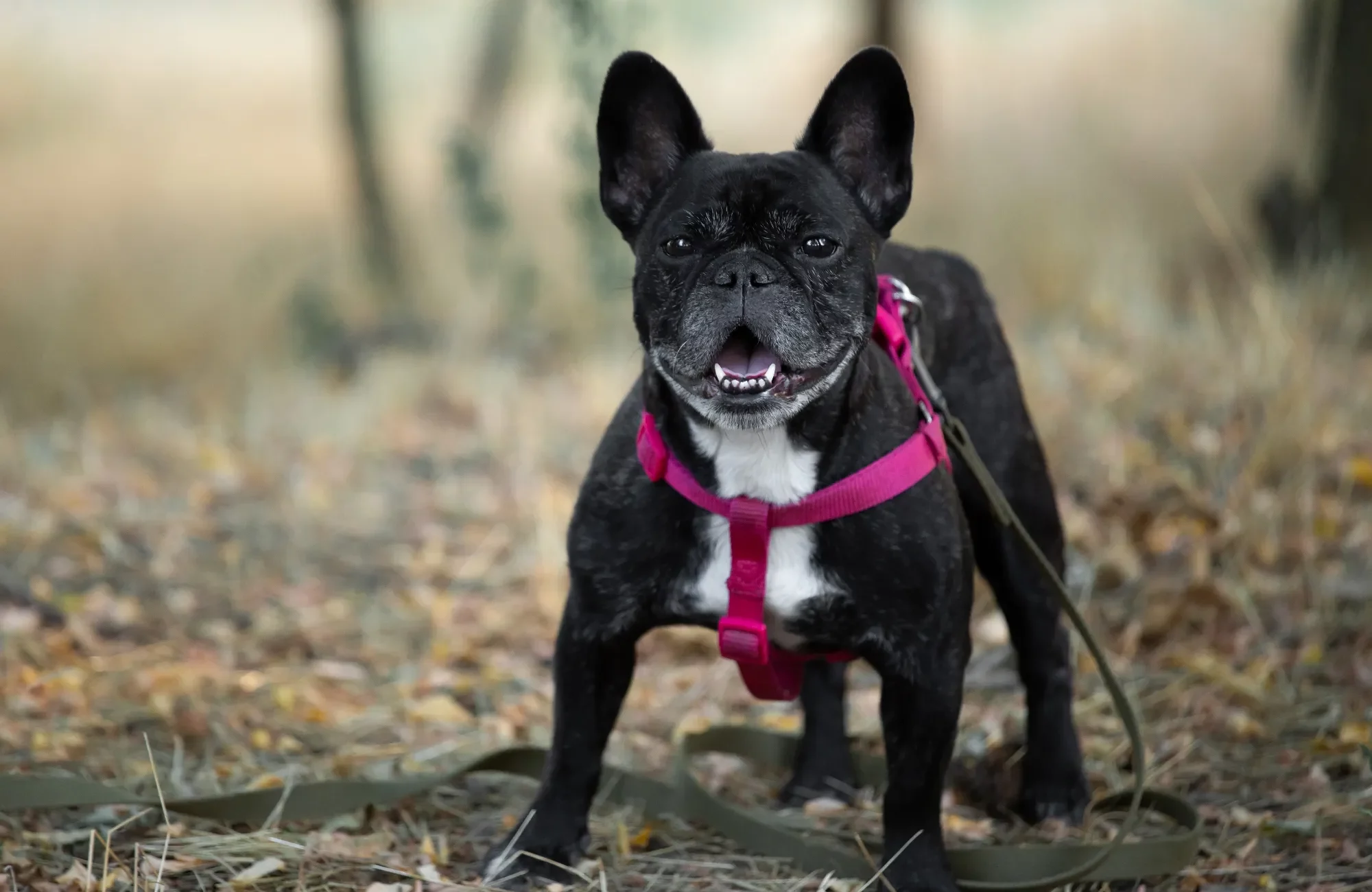 french-bulldog-black-and-white-coloring-on-the-law-2023-11-27-05-03-50-utc