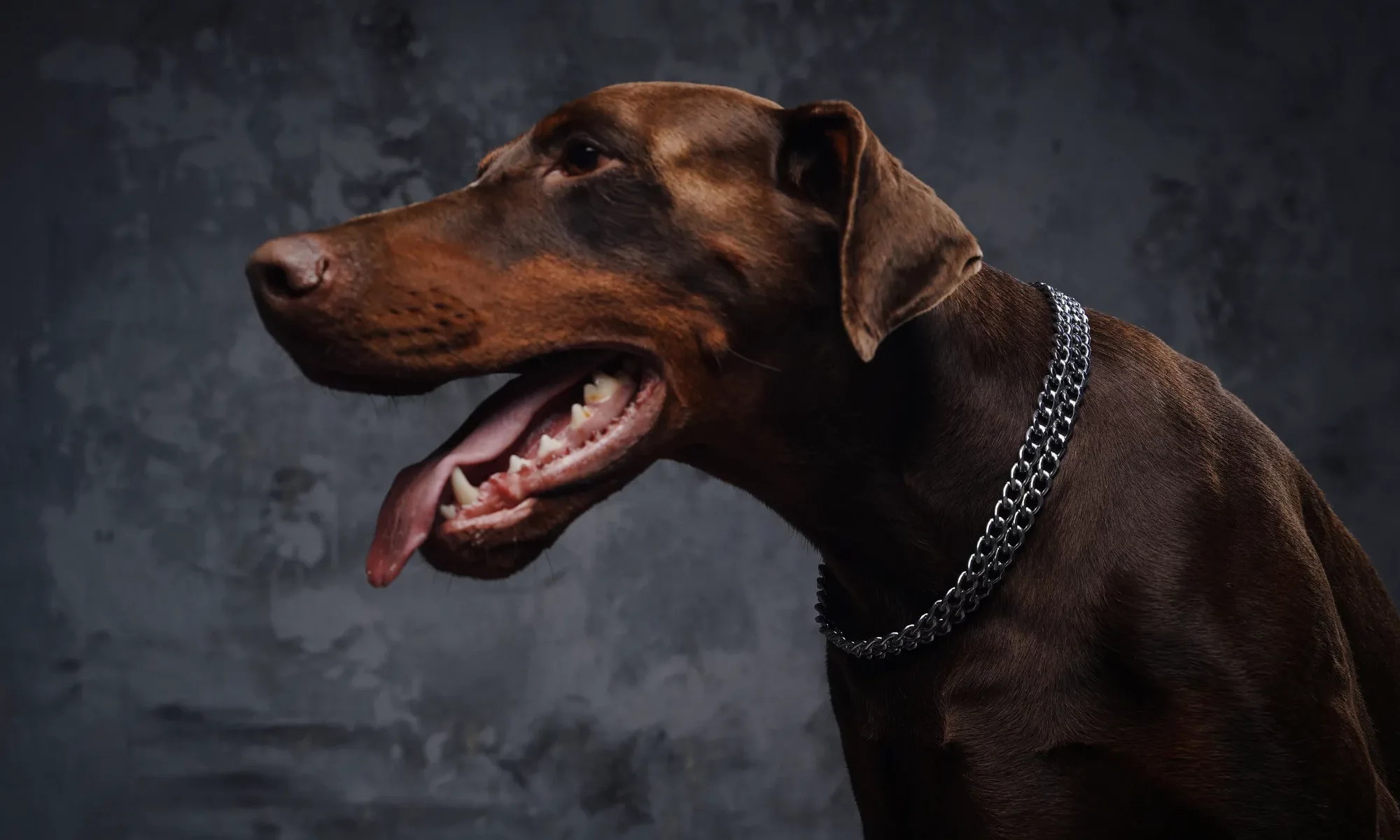 headshot-of-brown-furred-doberman-against-dark-bac-2023-11-27-04-57-45-utc