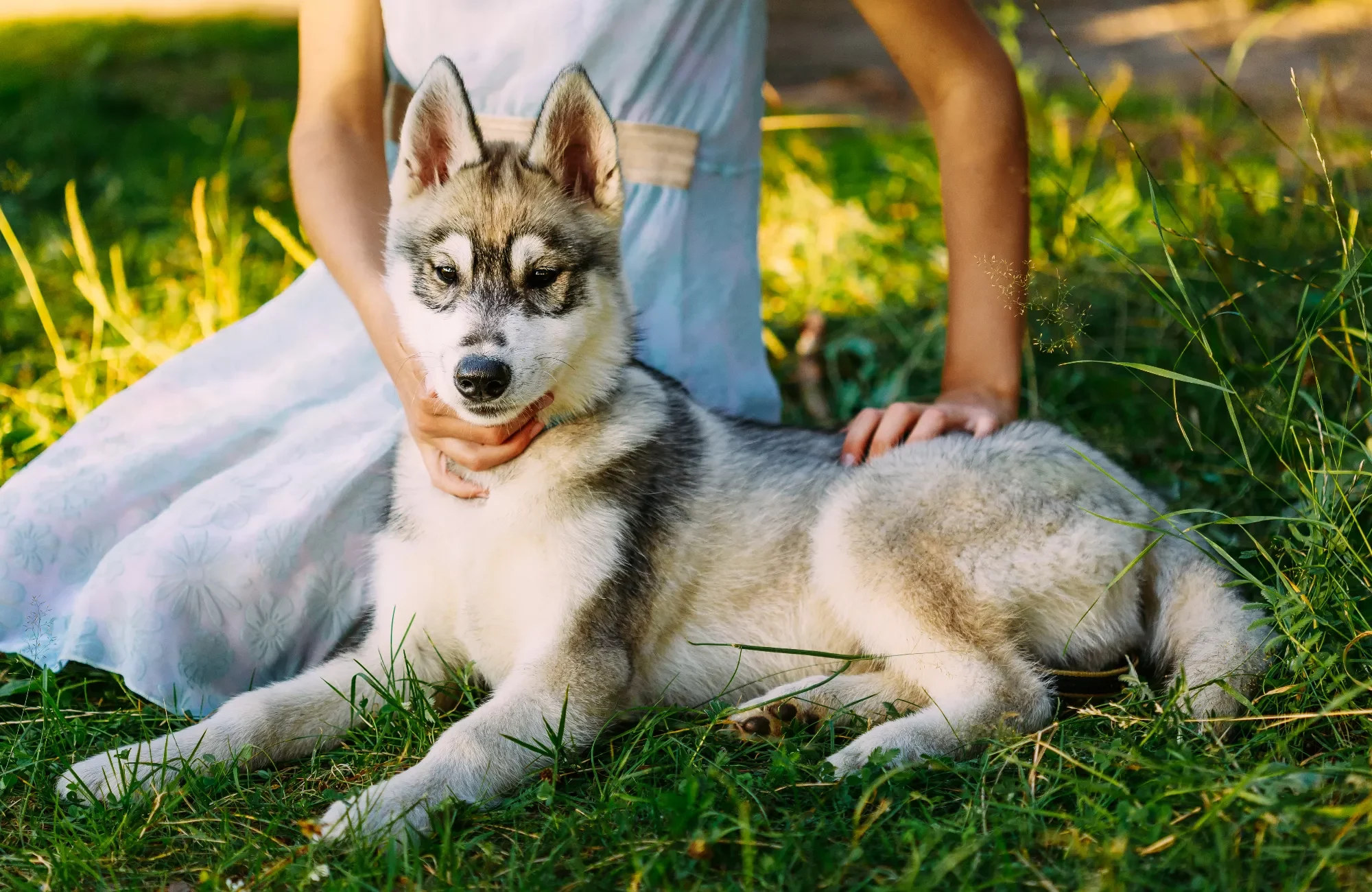 little-girl-and-her-dog-husky-in-summer-park-2023-11-27-05-23-45-utc