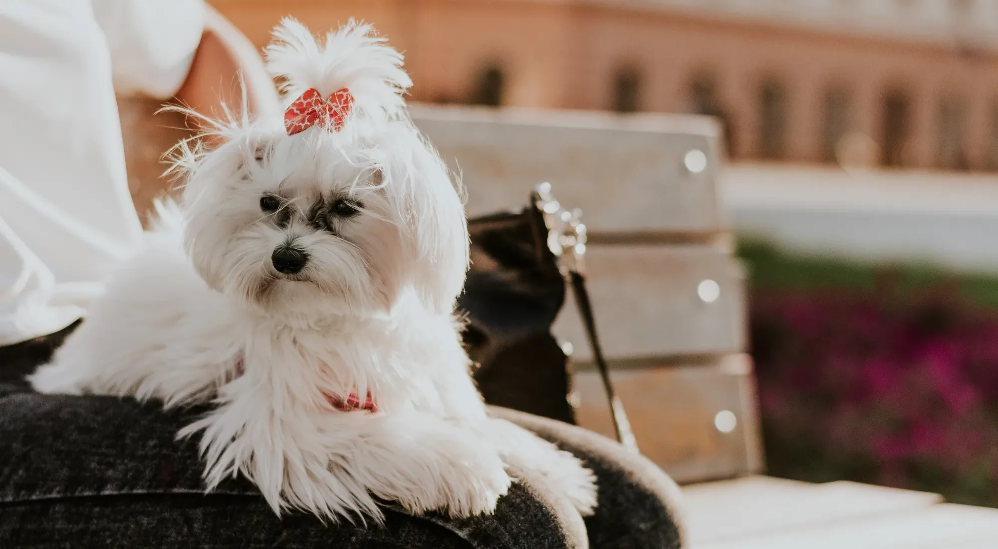 little-maltese-dog-sitting-on-lap-2024-10-16-19-43-00-utc