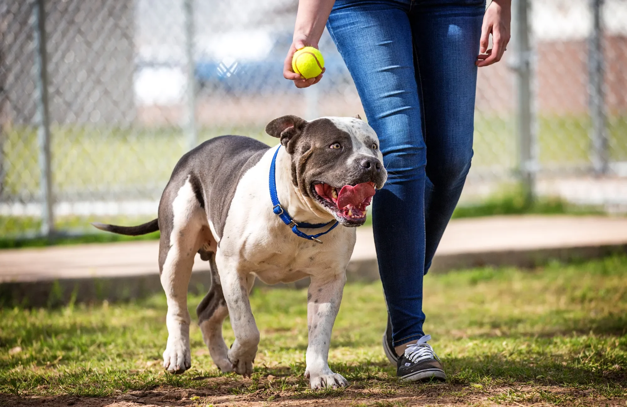 pit-bull-dog-at-dog-park-2024-09-23-01-34-50-utc