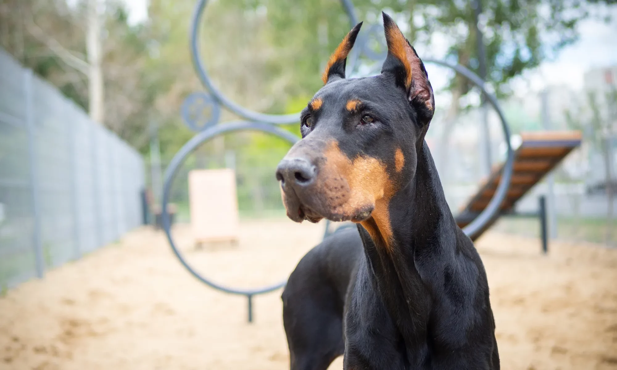 portrait-of-a-doberman-2023-11-27-05-36-01-utc