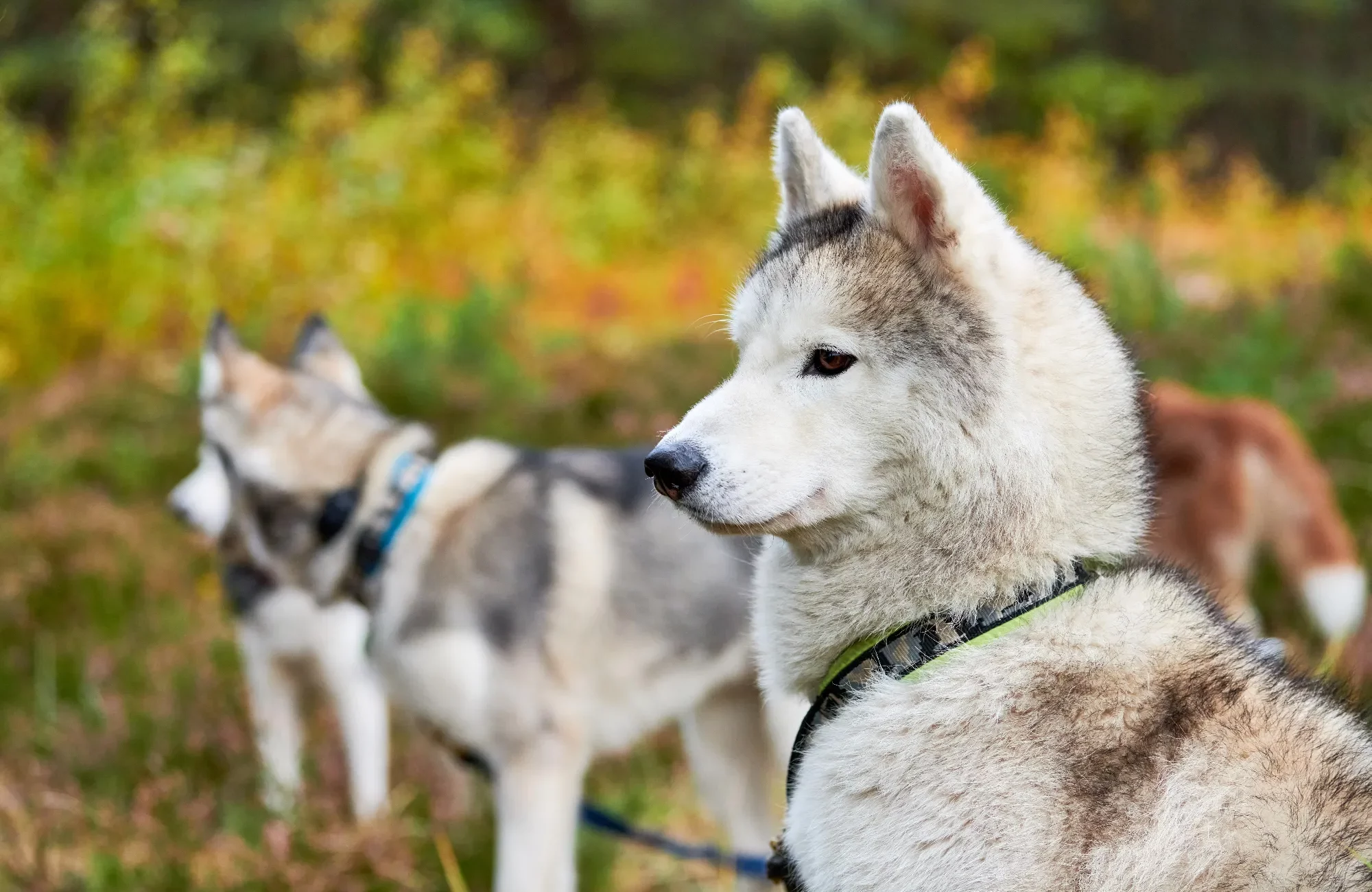 purebred-siberian-husky-portrait-siberian-husky-s-2023-11-27-05-29-03-utc