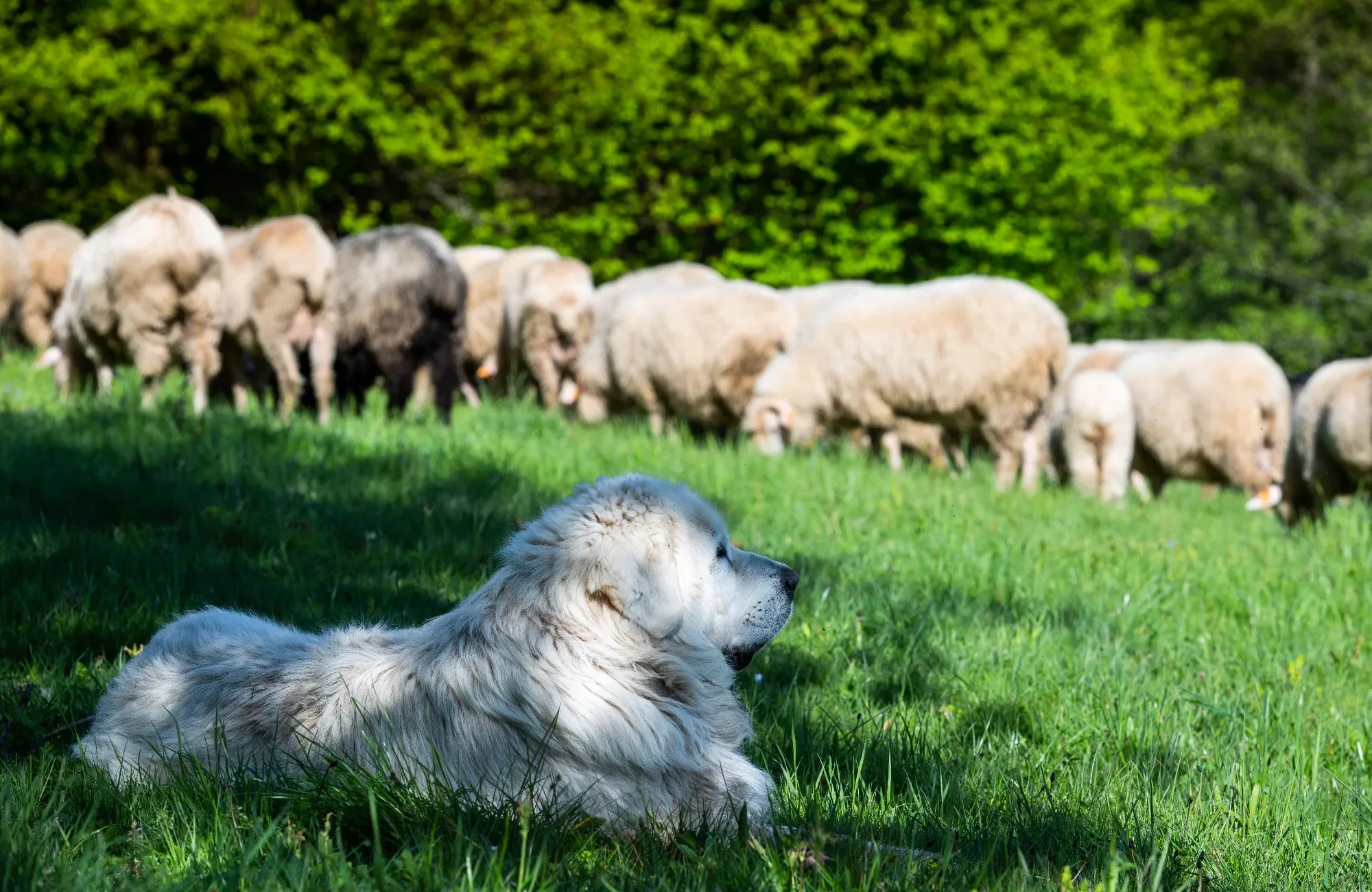 sheepherd-dog-guarding-sheeps-grazing-in-pieniny-m-2024-05-07-15-32-28-utc