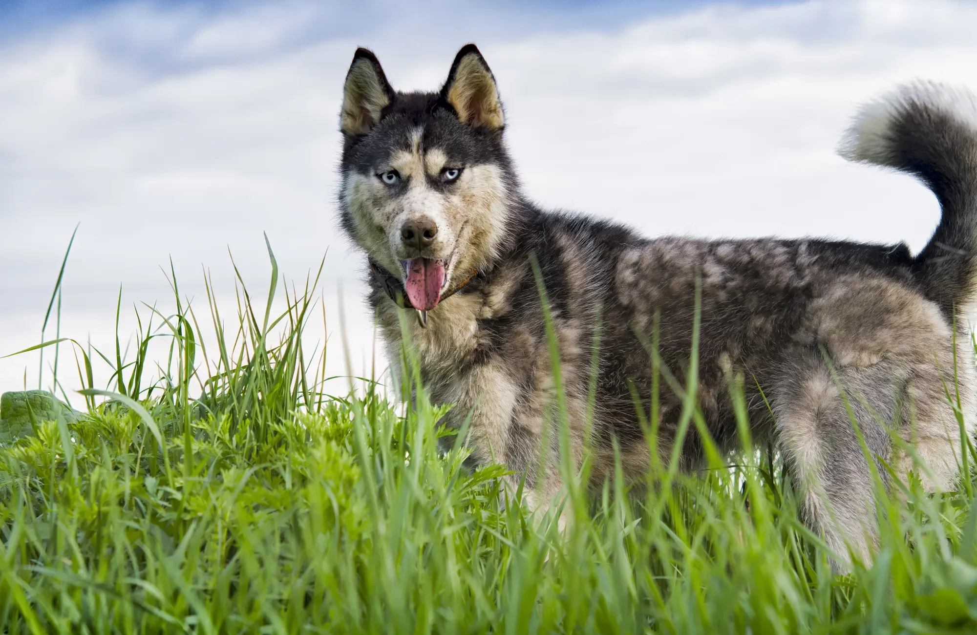 siberian-husky-puppy-play-2023-11-27-04-54-21-utc