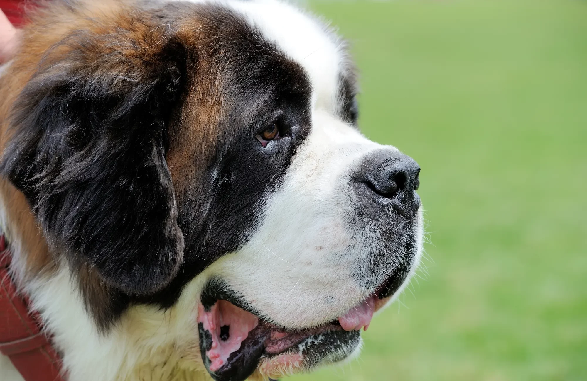 st-bernard-dog-portrait-2023-11-27-05-02-12-utc